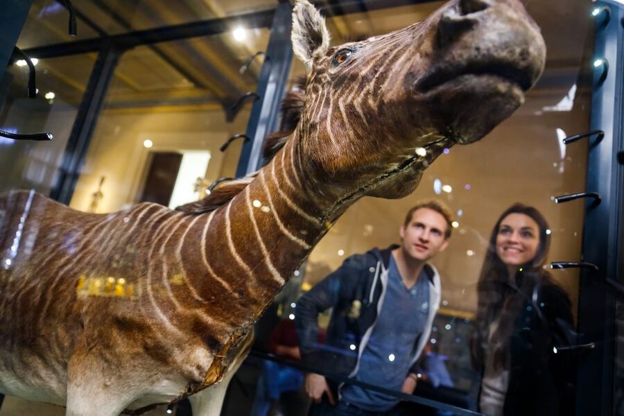Berlin: Natural History Museum Entrance Ticket - Value for money at about $12 per person
