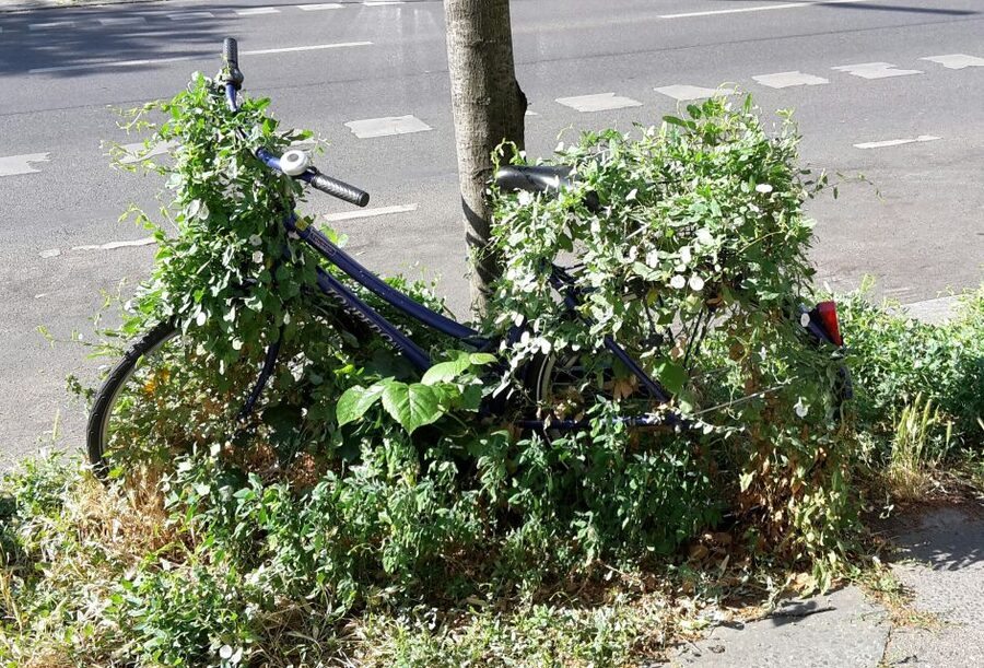 Berlin: Street Art and Alternative Tour - What the 3 Hours Actually Feels Like