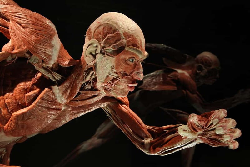 Berlin: Tickets for the BODY WORLDS Museum in Berlin - Who Should Book This Exhibition, and Who Might Want to Skip