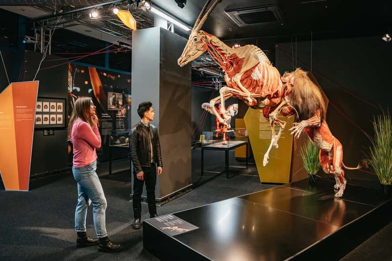 Berlin: Tickets for the BODY WORLDS Museum in Berlin - BODY WORLDS Berlin Tickets: What You’re Getting for Around $22