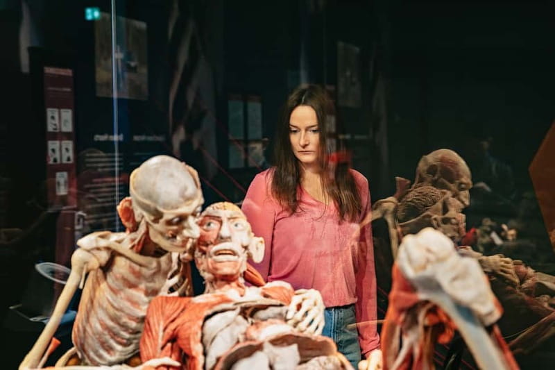 Berlin: Tickets for the BODY WORLDS Museum in Berlin - The Body Systems You’ll See: Skeleton, Muscles, Digestion, Embryo, Circulation