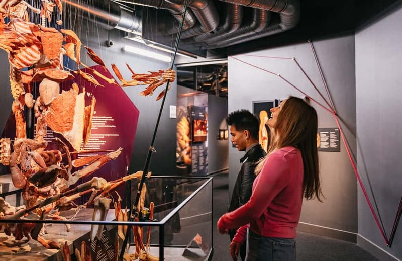 Berlin: Tickets for the BODY WORLDS Museum in Berlin - The Human Story Beyond Organs: Stress, Happiness, and Longevity