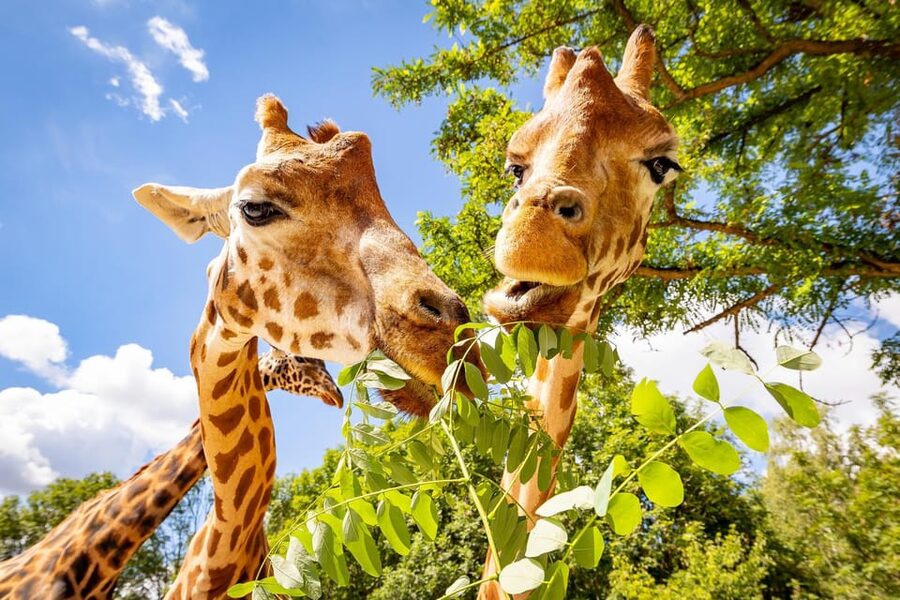 Berlin: Tickets for the Tierpark in East Berlin - Dinosaur Exhibition Through Fall 2025: A Fun Starter for Families