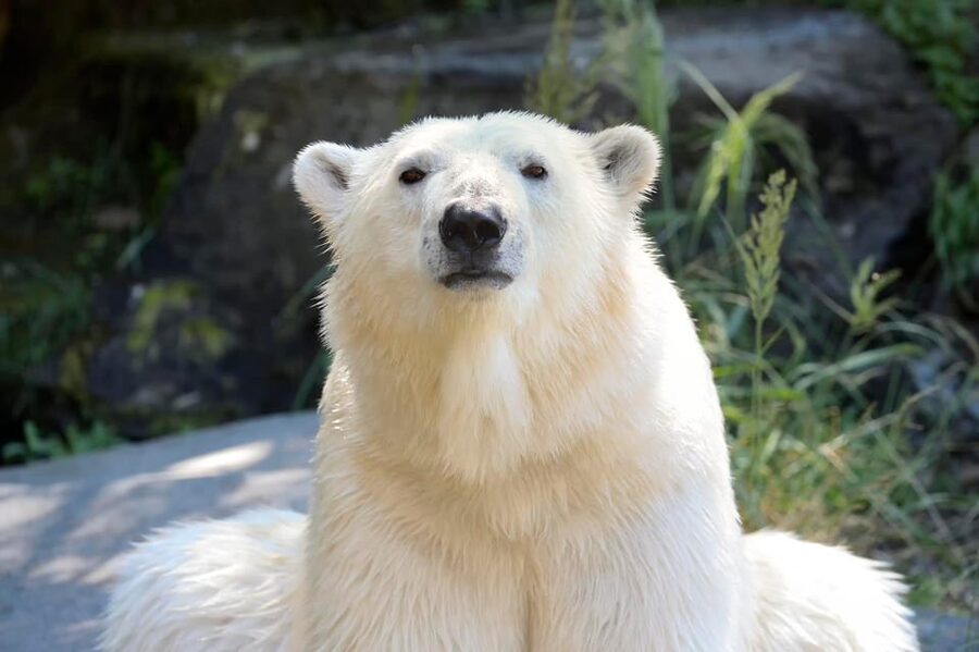Berlin: Tickets for the Tierpark in East Berlin - Birds of Prey Flight Show and the Petting Zoo Stops for Kids